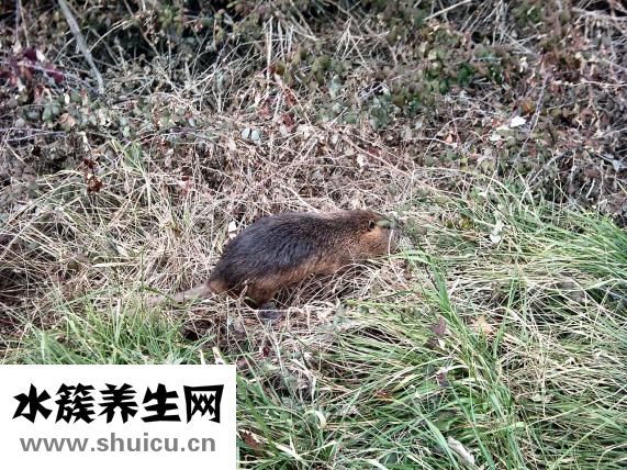 蛆怎么養(yǎng)殖