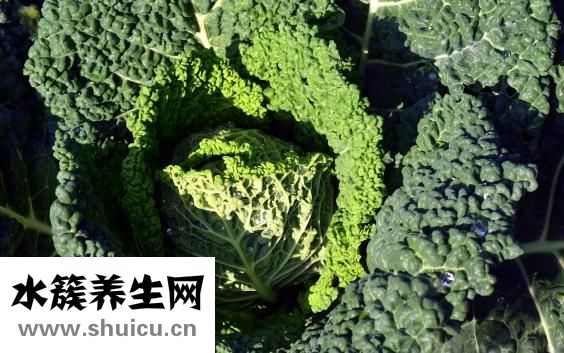 野生老鱉怎么燒