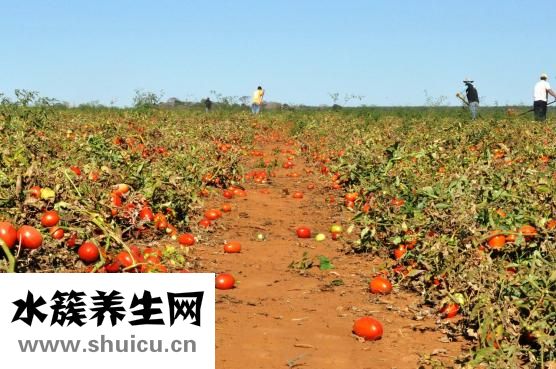 生吃蔬菜怎么洗干凈