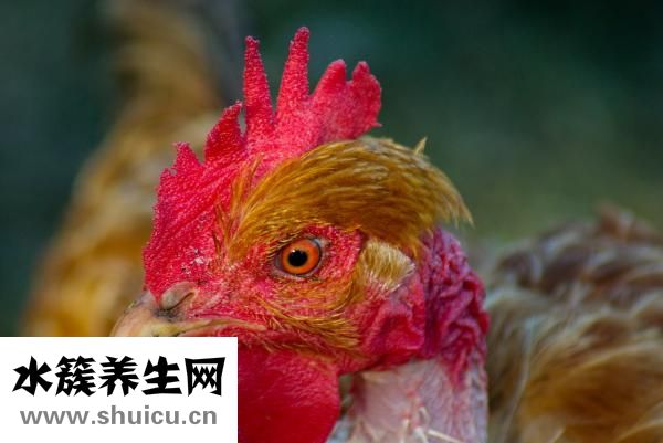 母雞下小蛋怎么