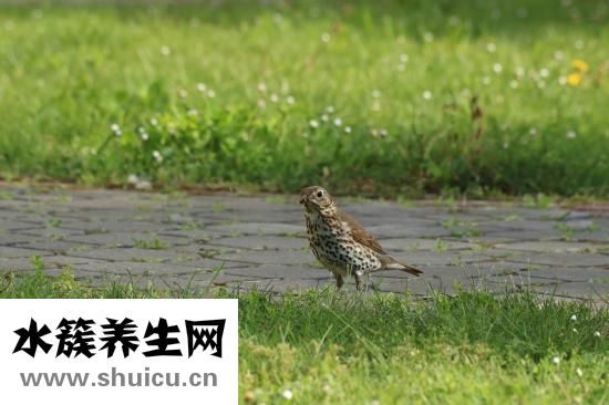 小鵝流鼻涕怎么辦