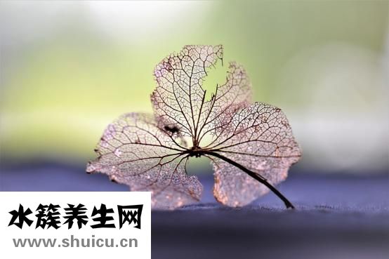 狗流淚是怎么回事