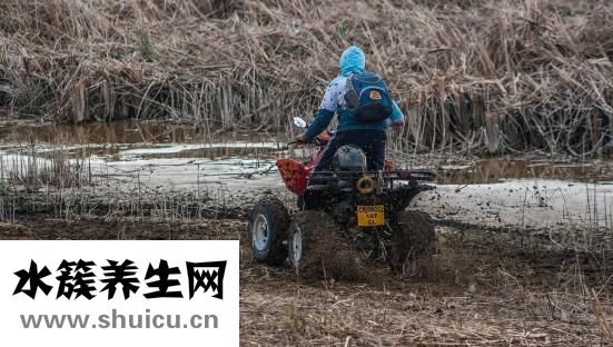 比熊腳趾炎怎么辦