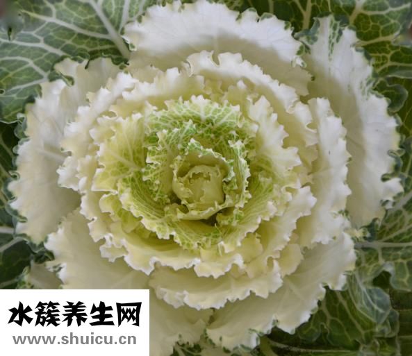 大白菜怎么腌好吃