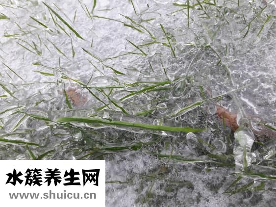 冬蟲夏草生蟲怎么辦