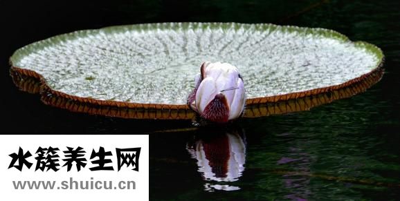 吃荷葉灰便秘怎么辦