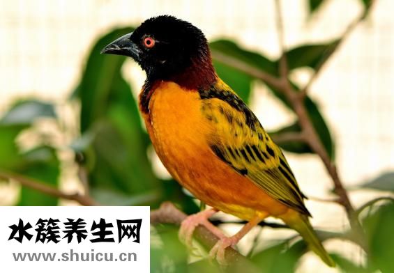 鱸魚拼音怎么寫