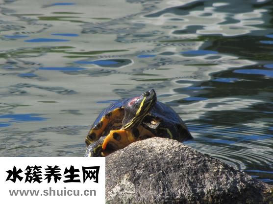 腳趾生凍瘡怎么辦