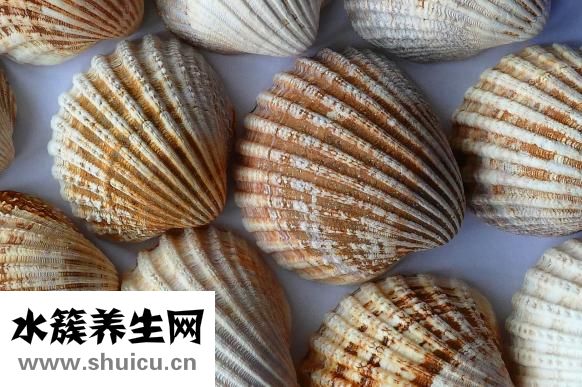 貝殼怎么看死活