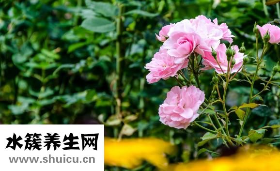 玫瑰百合怎么養(yǎng)