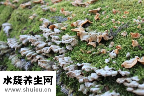 怎么尋找野生烏靈參