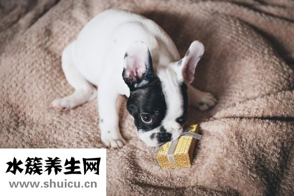 吉娃娃怎么驅(qū)蟲