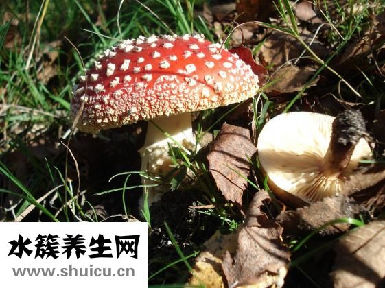 骨頭粥怎么煲好吃