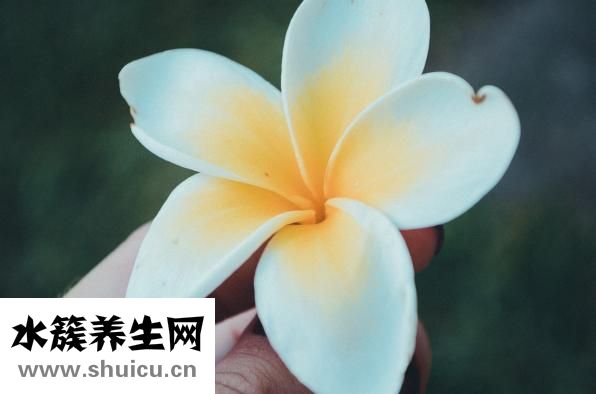 手比臉白怎么辦