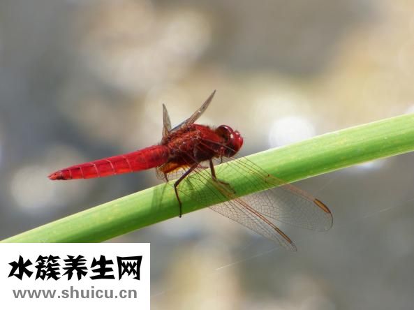 紅霉素吃多了怎么辦