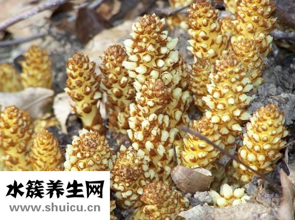 怎么尋找野生烏靈參