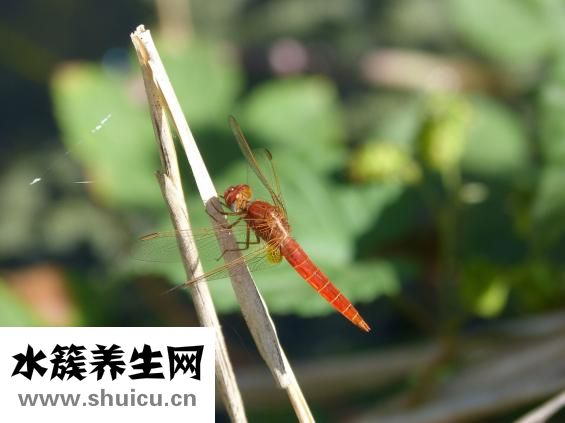 紅霉素吃多了怎么辦