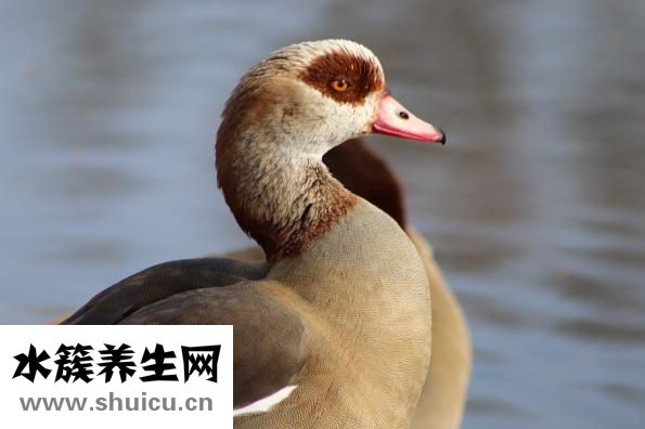 卷發怎么變成直發