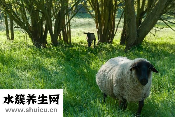 新鮮狗肉怎么做好吃