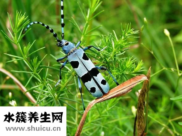 怎么才能懷上龍鳳胎