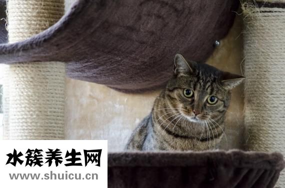 睫毛膠干了怎么辦