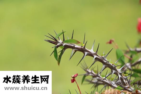 孩子腿不直怎么辦