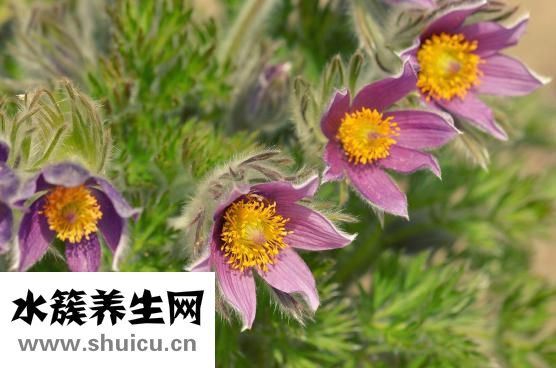 白頭翁怎么分公母