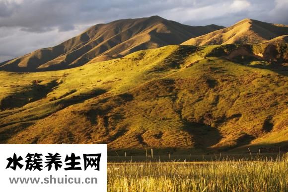 新鮮狗肉怎么做好吃