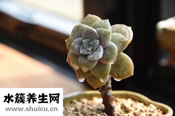 德國(guó)切肉刀怎么選