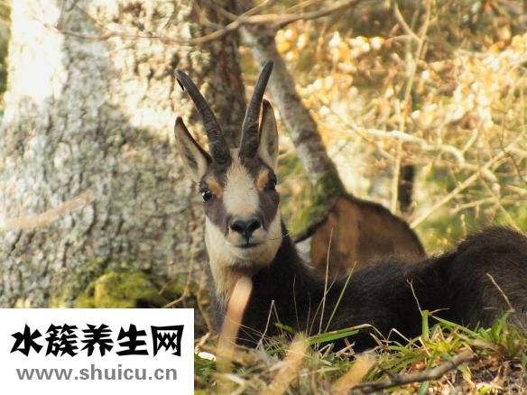 怎么尋找野生烏靈參