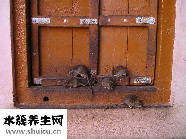 怕老鼠怎么辦