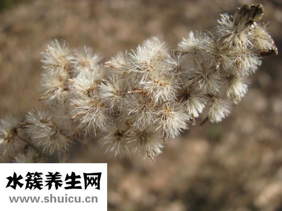 尹天照怎么消失了