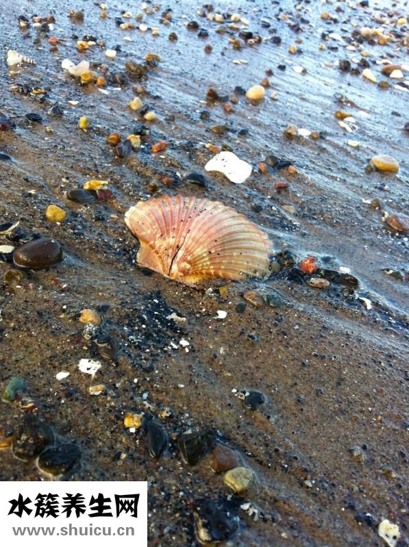 貝殼怎么看死活