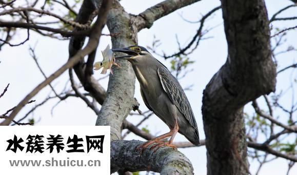 怎么尋找野生烏靈參