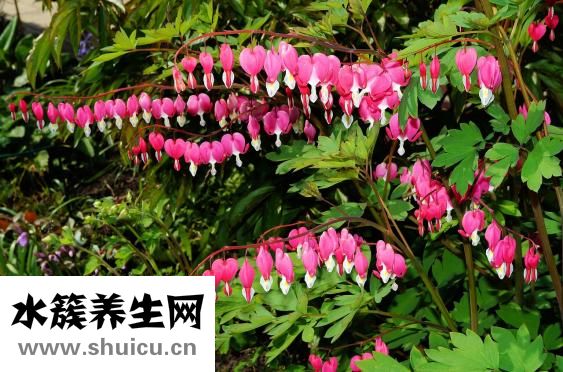 嬰兒著涼咳嗽怎么辦