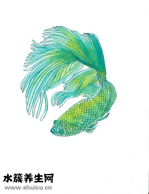 斗魚帶卵了怎么養(yǎng)