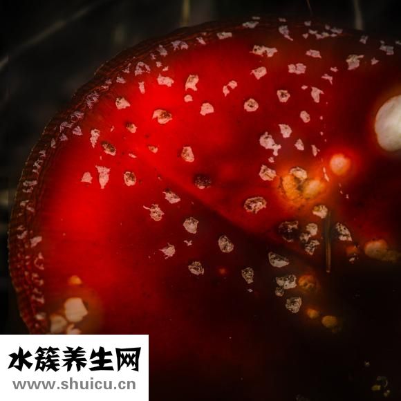 干木耳發霉了怎么辦