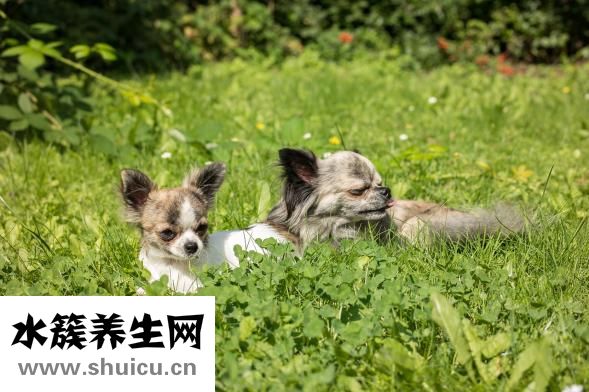 嬰兒腸脹氣怎么回事