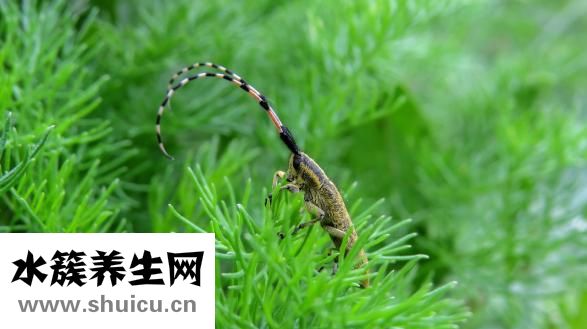 家里怎么會有蜱蟲