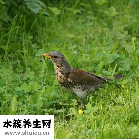 白色糠疹怎么治