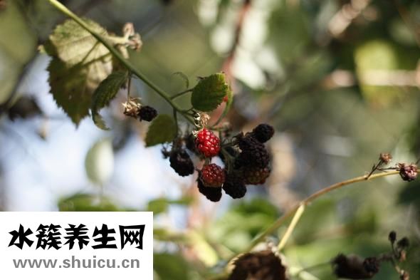 鴨肝苦怎么回事