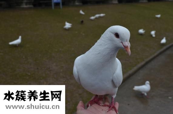 白菜頭魚頭湯怎么弄