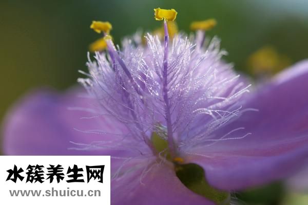 失眠用文言文怎么說(shuō)