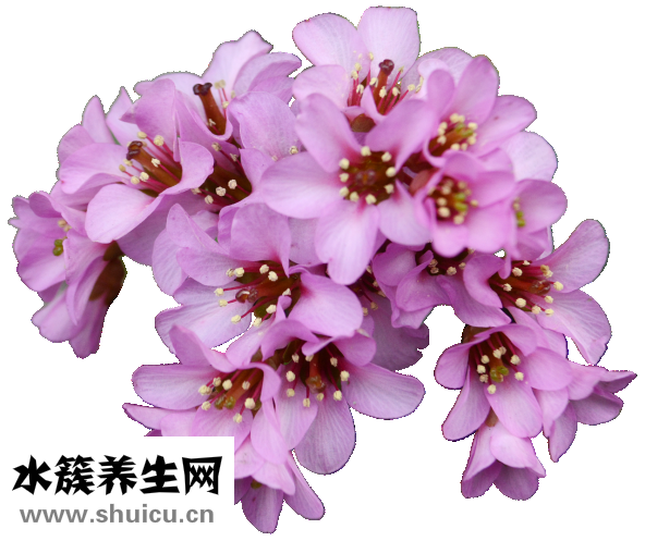 白菜頭魚頭湯怎么弄