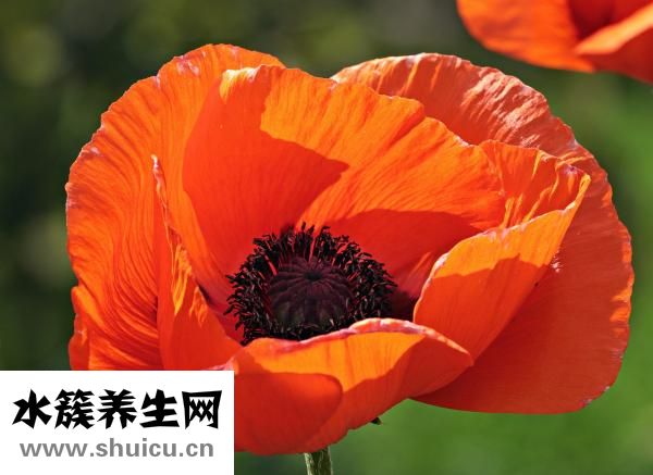 寶寶洗澡怕水怎么辦