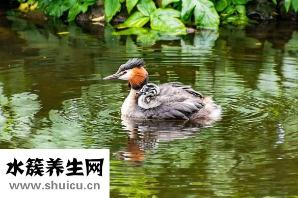 滿月嬰兒感冒怎么辦