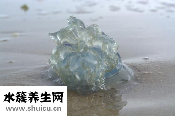 美澳健怎么看真假