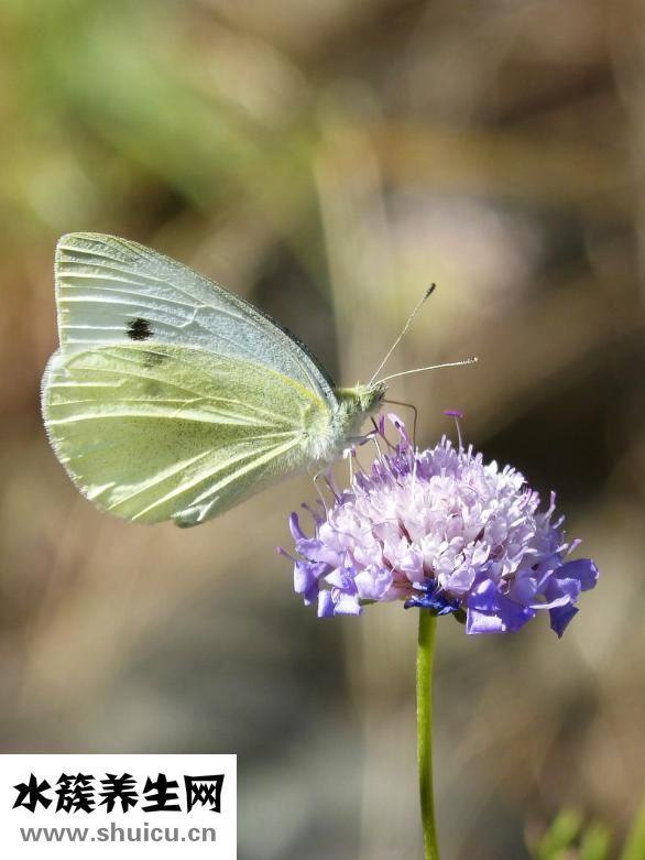 白菜頭魚頭湯怎么弄
