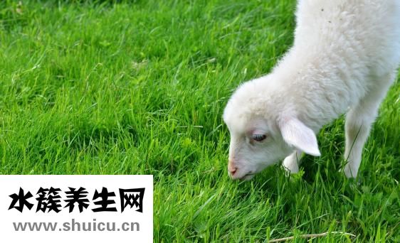 羊肉高湯怎么做