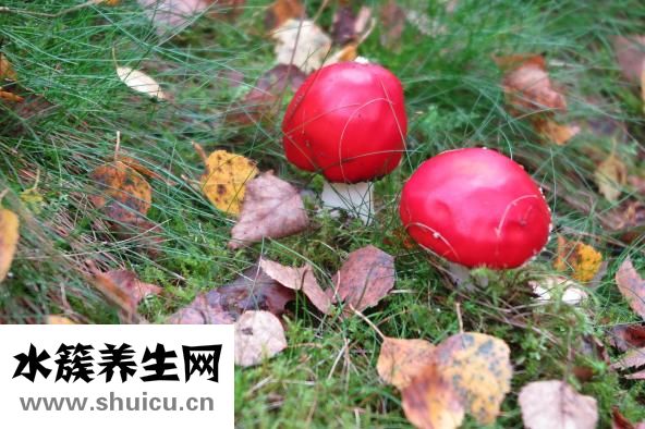 干木耳發霉了怎么辦